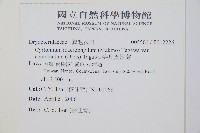 大葉貫眾蕨藏品圖，第2張