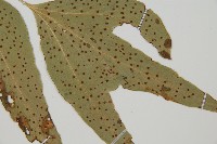 大葉貫眾蕨藏品圖，第3張