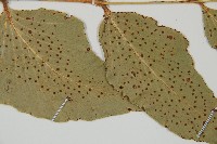 大葉貫眾蕨藏品圖，第4張