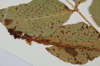 大葉貫眾蕨藏品圖，第5張