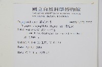 深山鱗毛蕨藏品圖，第2張