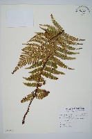 藏布鱗毛蕨藏品圖，第1張