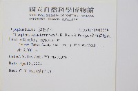 藏布鱗毛蕨藏品圖，第2張