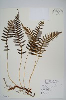 登錄號:P012229藏品圖，第1張