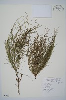 問荊藏品圖，第1張