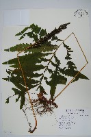 球子蕨藏品圖，第1張