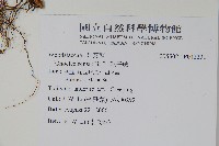 球子蕨藏品圖，第2張