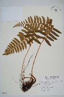 登錄號:P012232藏品圖，第1張