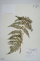 登錄號:P012233藏品圖，第1張