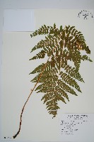 登錄號:P012234藏品圖，第1張