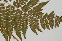 登錄號:P012234藏品圖，第3張