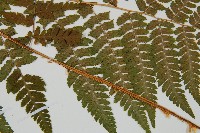 登錄號:P012234藏品圖，第4張