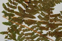 登錄號:P012234藏品圖，第5張