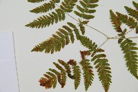 歐洲羽節蕨藏品圖，第4張