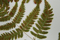 歐洲羽節蕨藏品圖，第5張