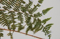 蹄蓋蕨藏品圖，第3張