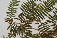 蹄蓋蕨藏品圖，第4張