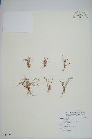 水韭藏品圖，第1張