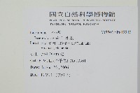 水韭藏品圖，第2張