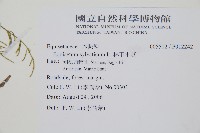 林下木賊藏品圖，第2張