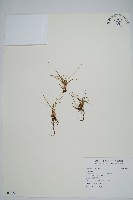 登錄號:P012243藏品圖，第1張