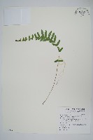 星毛蕨藏品圖，第1張