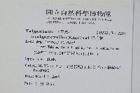 星毛蕨藏品圖，第2張