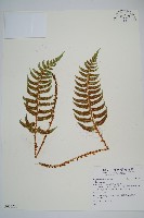 鞭葉耳蕨藏品圖，第1張