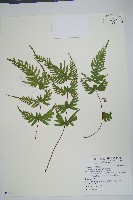 天草鳳尾蕨藏品圖，第1張