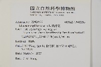 鐵線蕨藏品圖，第2張