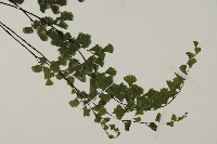 鐵線蕨藏品圖，第3張