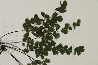 鐵線蕨藏品圖，第4張