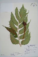 全緣貫眾蕨藏品圖，第1張