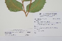 全緣貫眾蕨藏品圖，第2張