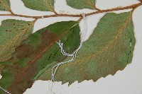 全緣貫眾蕨藏品圖，第3張