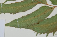 全緣貫眾蕨藏品圖，第4張