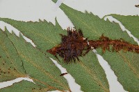 全緣貫眾蕨藏品圖，第5張