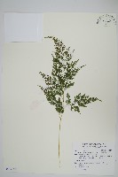 日本金粉蕨藏品圖，第1張