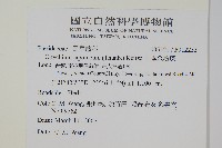 日本金粉蕨藏品圖，第2張