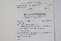 密葉卷柏藏品圖，第2張