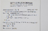 菲律賓厚葉蕨藏品圖，第2張