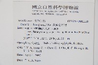 闊葉骨碎補藏品圖，第2張