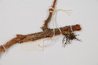 闊葉骨碎補藏品圖，第3張