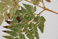 闊葉骨碎補藏品圖，第4張