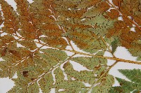 闊葉骨碎補藏品圖，第5張