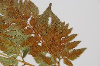 闊葉骨碎補藏品圖，第6張