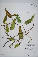 馬來陰石蕨藏品圖，第1張