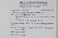 馬來陰石蕨藏品圖，第2張