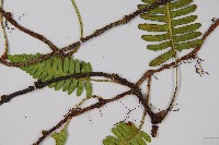 馬來陰石蕨藏品圖，第3張