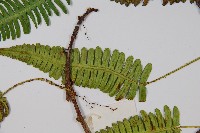 馬來陰石蕨藏品圖，第4張